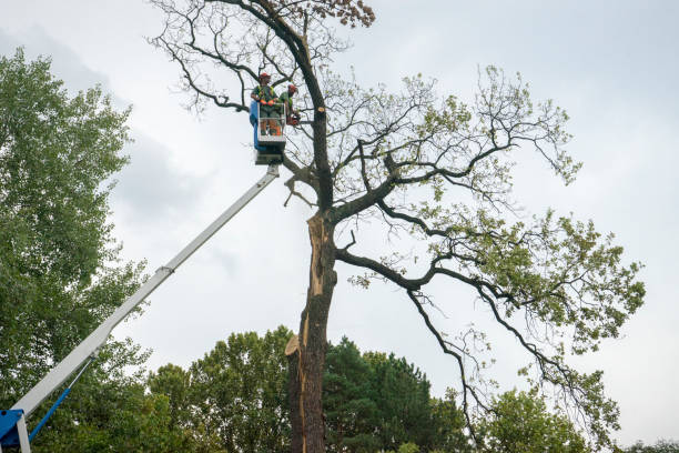 How Our Tree Care Process Works  in  South Pottstown, PA